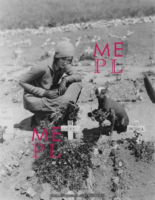 : Pet cemetery : Pet cemetery