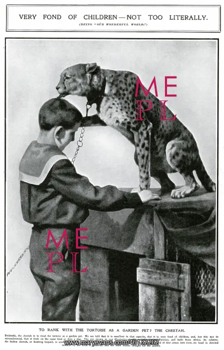 : A pet cheetah in Paris, 1909 : A pet cheetah in Paris, 1909