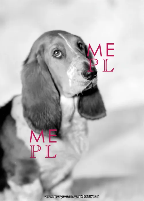  : Pet Dog called Bracket