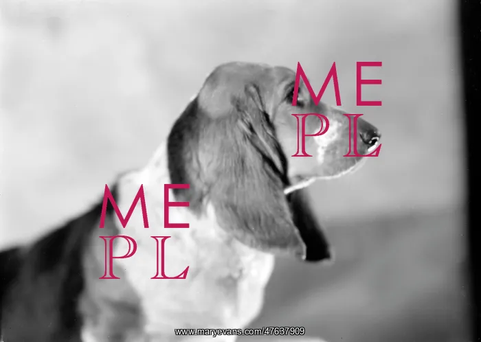  : Pet Dog called Bracket
