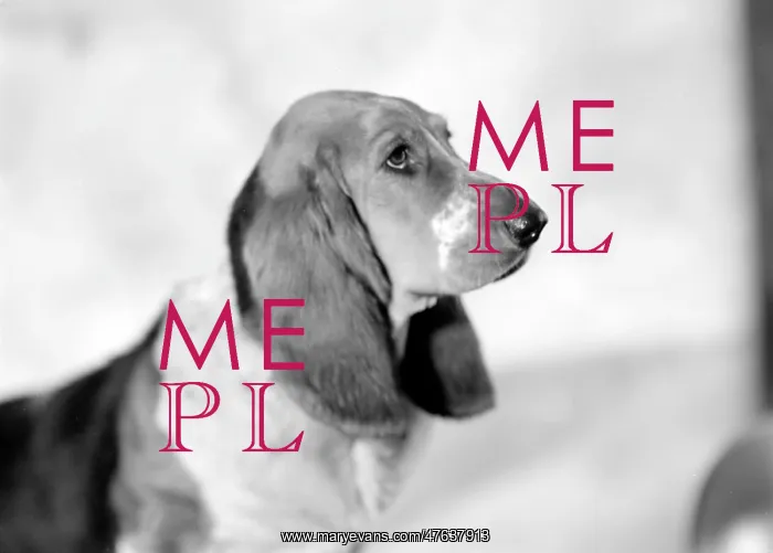  : Pet Dog called Bracket