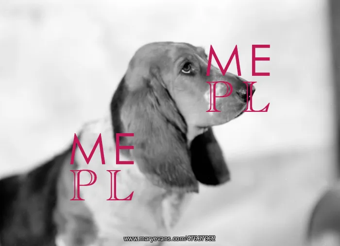  : Pet Dog called Bracket