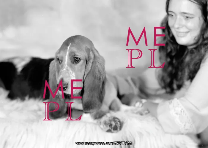  : Pet Dog called Bracket