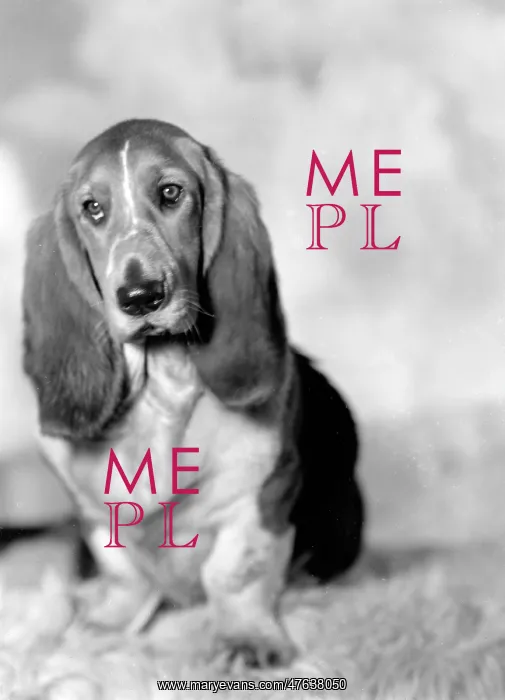  : Pet Dog called Bracket
