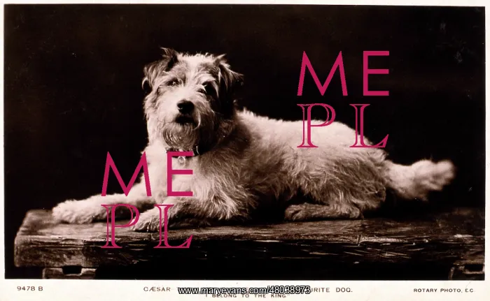  : Pet dog of Edward VII, Caesar