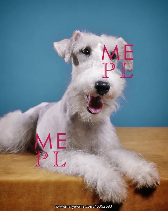 : Pet Dog Wire-Haired Terrier Lying on Stomach Posing : Pet Dog Wire-Haired Terrier Lying on Stomach Posing