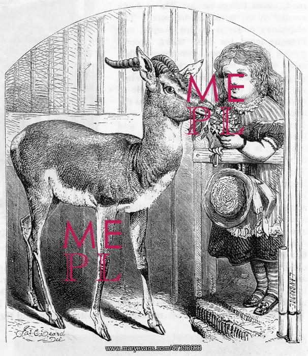 : PET GAZELLE - 2 : PET GAZELLE - 2