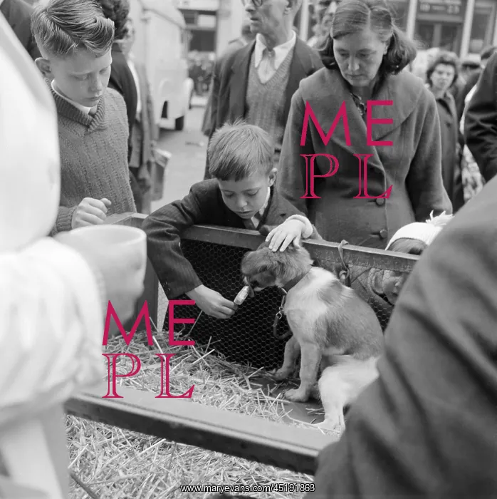 : Pet market : Pet market