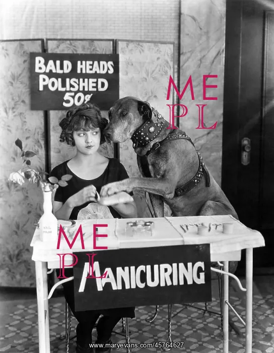 : Pet pedicure : Pet pedicure
