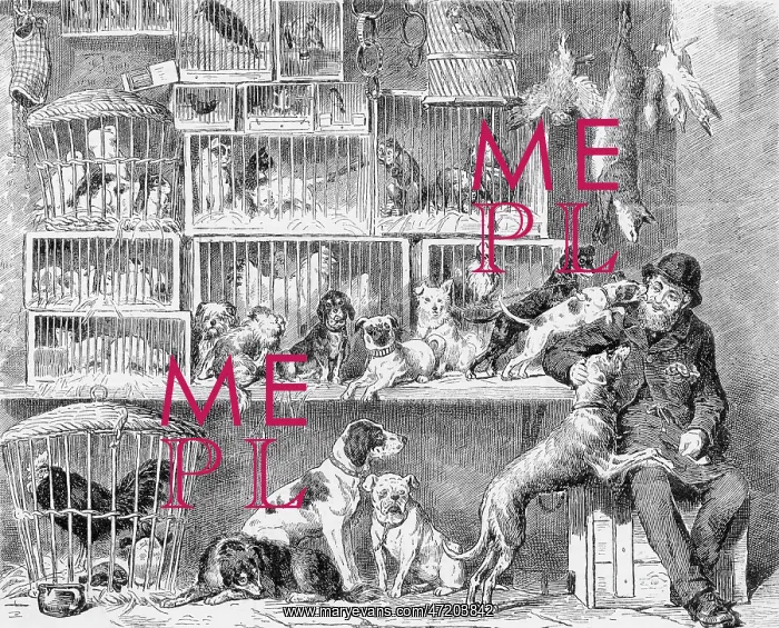 : PET SHOP, LONDON : PET SHOP, LONDON