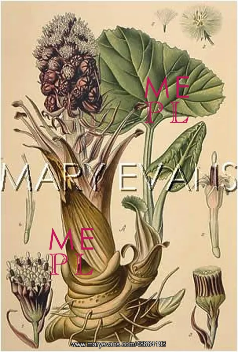  : PETASITES OFFICINALIS