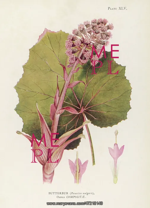  : PETASTITES VULGARIS