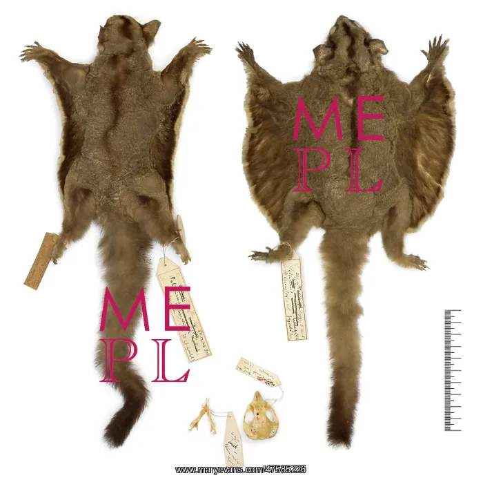 : Petaurus breviceps ariel, sugar glider : Petaurus breviceps ariel, sugar glider