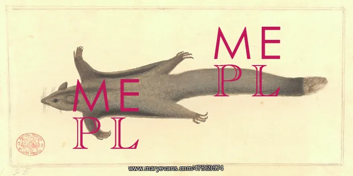 : Petaurus breviceps, sugar glider : Petaurus breviceps, sugar glider