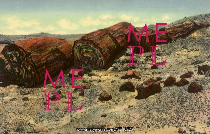 : Petrified Forest : Petrified Forest
