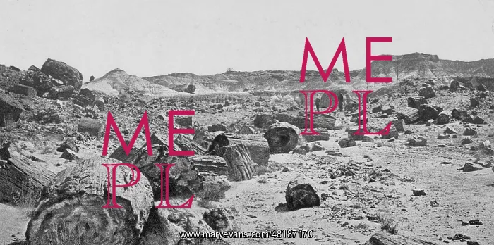 : Petrified forest near Adamana : Petrified forest near Adamana