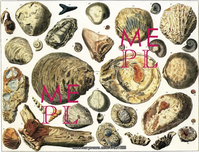 : Petrified Marine Shells : Petrified Marine Shells