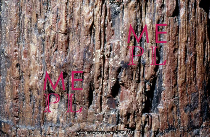 : Petrified wood : Petrified wood