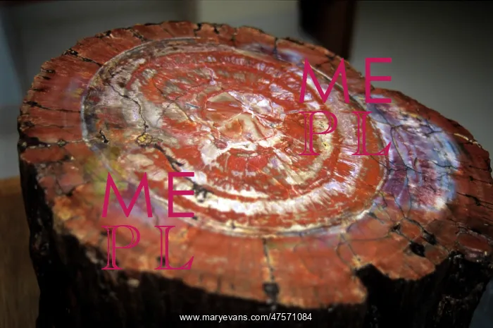 : Petrified wood : Petrified wood