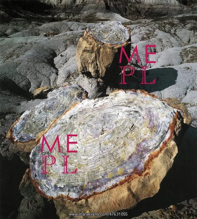 : Petrified wood : Petrified wood