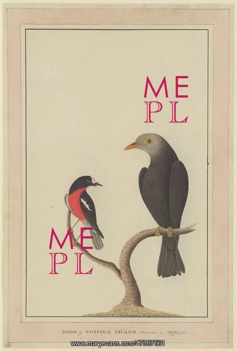 : Petroica boodang, scarlet robin, Turdus poliocephalus, islan : Petroica boodang, scarlet robin, Turdus poliocephalus, islan