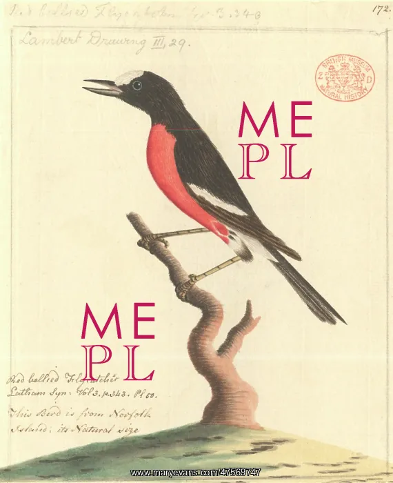 : Petroica multicolor, Pacific robin : Petroica multicolor, Pacific robin