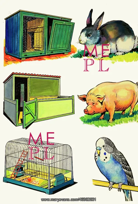  : Pets and Their Homes: Rabbit, Pig and Budgerigar