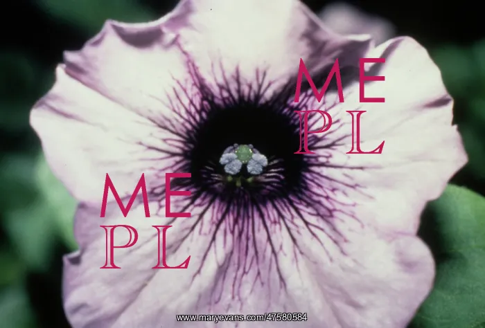  : Petunia hybrida, petunia