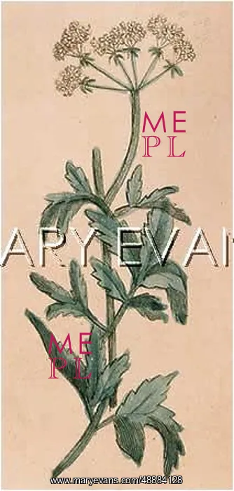  : PEUCEDANUM OSTRUTHIUM
