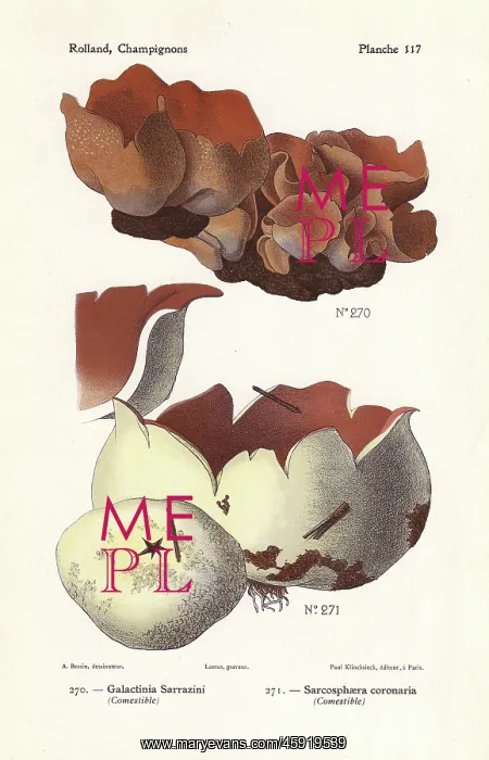: Peziza mushroom and pink crown : Peziza mushroom and pink crown