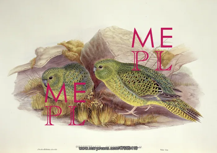 : Pezoporus occidentalis, night parrot : Pezoporus occidentalis, night parrot