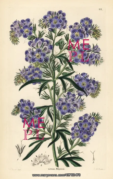 : Phacelia menziesii or Phacelia linearis : Phacelia menziesii or Phacelia linearis