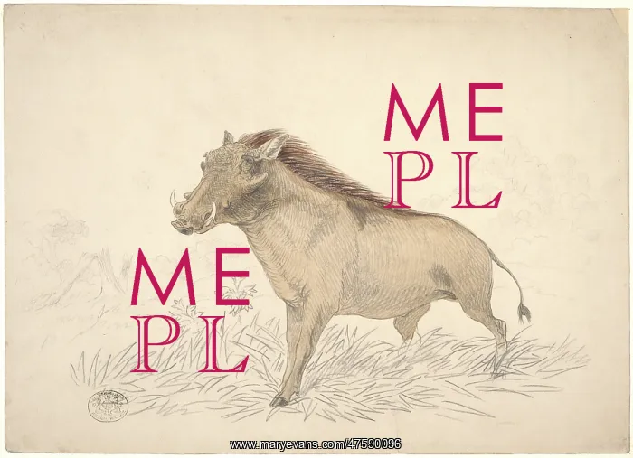 : Phacochoerus africanus, common warthog : Phacochoerus africanus, common warthog