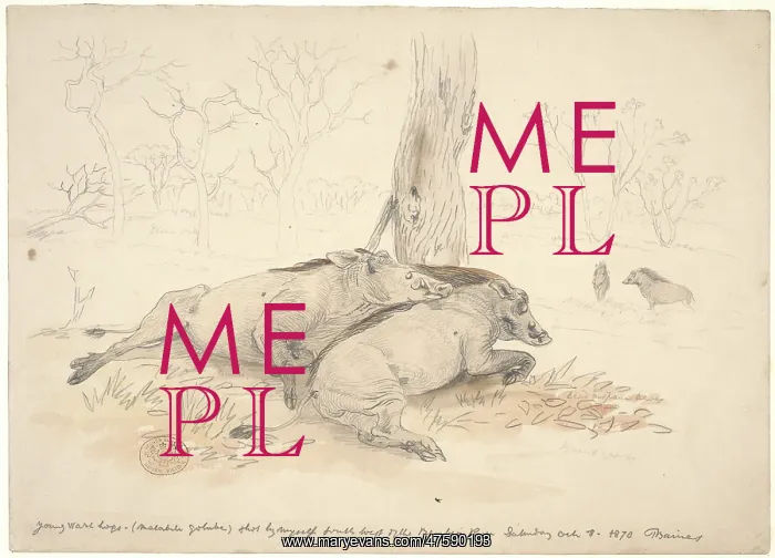 : Phacochoerus africanus, common warthog : Phacochoerus africanus, common warthog
