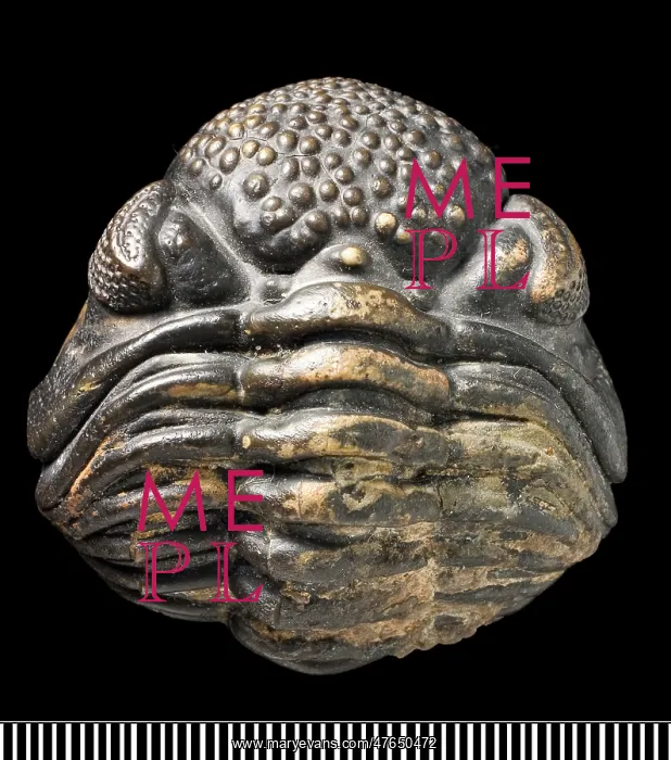 : Phacops, a fossil trilobite : Phacops, a fossil trilobite