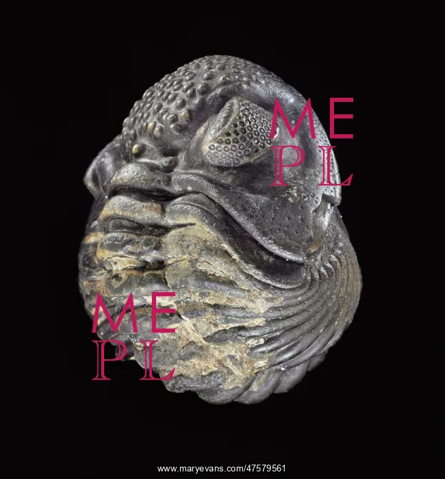 : Phacops rana africanus, trilobite : Phacops rana africanus, trilobite