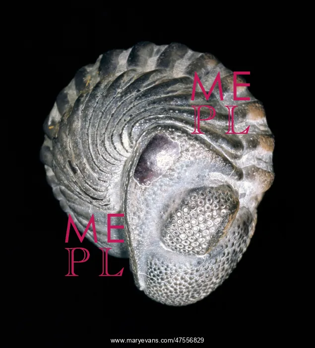 : Phacops rana, trilobite : Phacops rana, trilobite