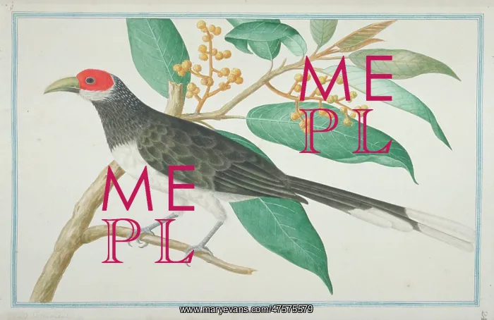 : Phaenicophaeus pyrrhocephalus, red-faced malkoha : Phaenicophaeus pyrrhocephalus, red-faced malkoha