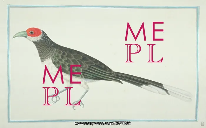 : Phaenicophaeus pyrrhocephalus, red-faced malkoha : Phaenicophaeus pyrrhocephalus, red-faced malkoha