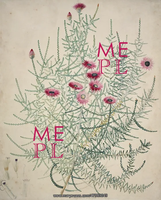 : Phaenocoma prolifera, everlasting : Phaenocoma prolifera, everlasting