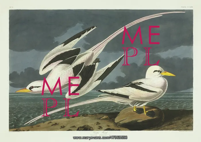 : Phaethon lepturus, white-tailed tropicbird : Phaethon lepturus, white-tailed tropicbird