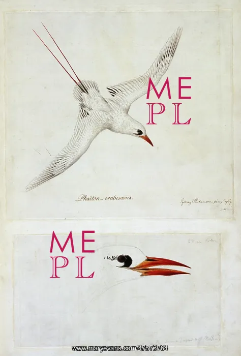 : Phaethon rubricauda, red-tailed tropicbird : Phaethon rubricauda, red-tailed tropicbird