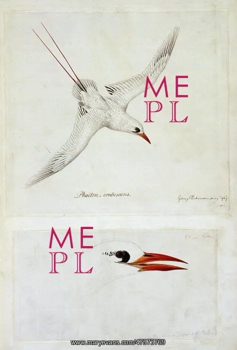 : Phaethon rubricauda, red-tailed tropicbird : Phaethon rubricauda, red-tailed tropicbird