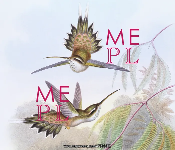 : Phaethornis anthophilus, pale-bellied hermit : Phaethornis anthophilus, pale-bellied hermit