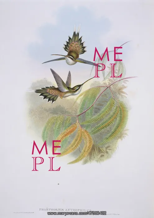 : Phaethornis anthophilus, pale-bellied hermit : Phaethornis anthophilus, pale-bellied hermit
