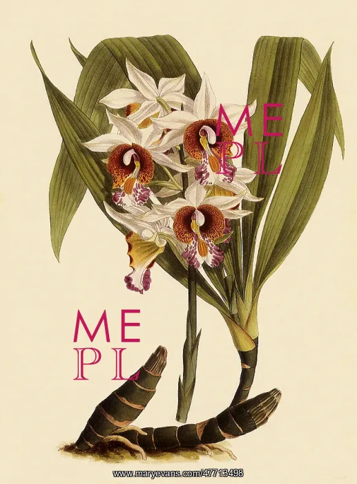  : Phaius Tuberculosus