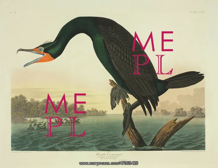 : Phalacrocorax auritus, double-crested cormorant : Phalacrocorax auritus, double-crested cormorant