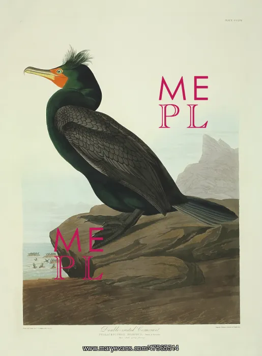 : Phalacrocorax auritus, double-crested cormorant : Phalacrocorax auritus, double-crested cormorant