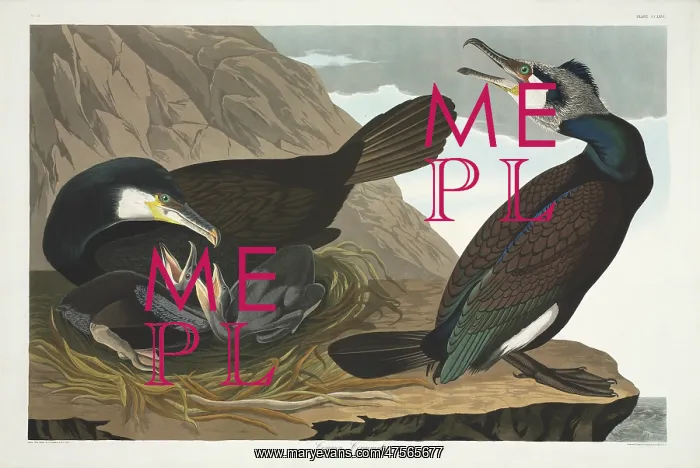 : Phalacrocorax carbo, great cormorant : Phalacrocorax carbo, great cormorant