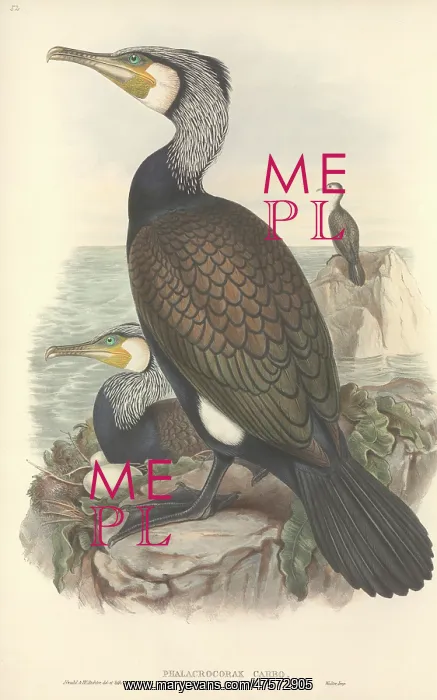 : Phalacrocorax carbo, great cormorant : Phalacrocorax carbo, great cormorant